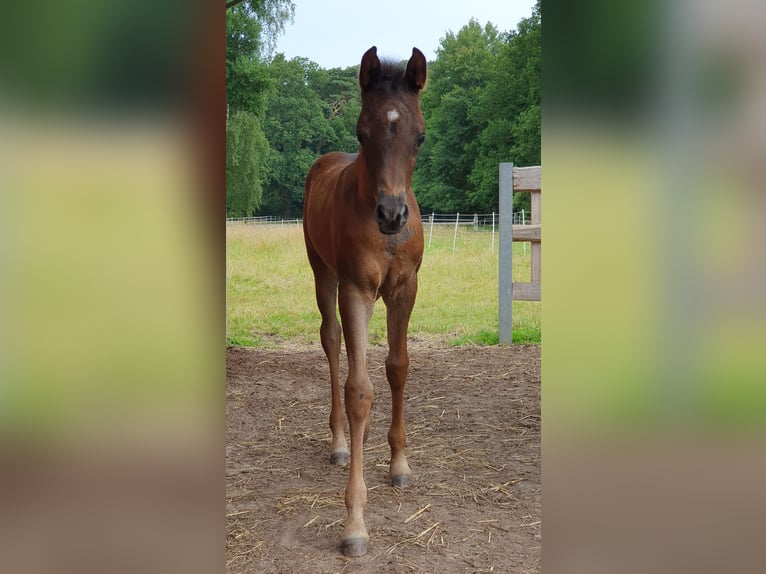 Vollblutaraber Stute 1 Jahr 153 cm Rappe in Espelkamp