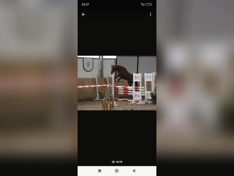 Vollblutaraber Stute 1 Jahr 154 cm Fuchs in Rietberg