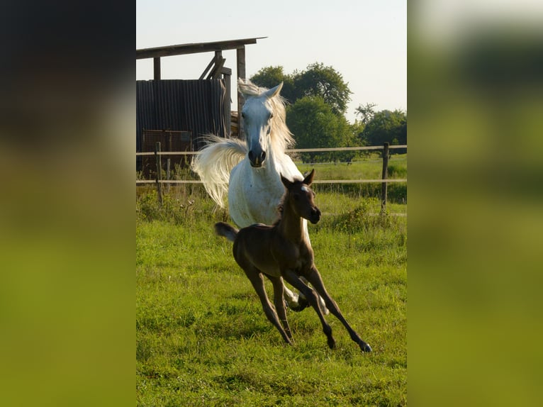 Vollblutaraber Stute 1 Jahr 154 cm Rappe in Neuried