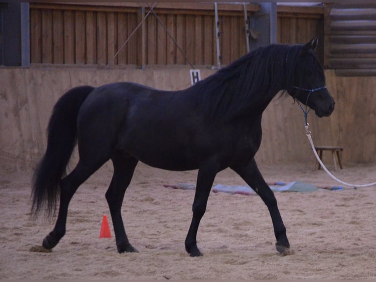 Vollblutaraber Stute 1 Jahr 154 cm Rappe in Neuried