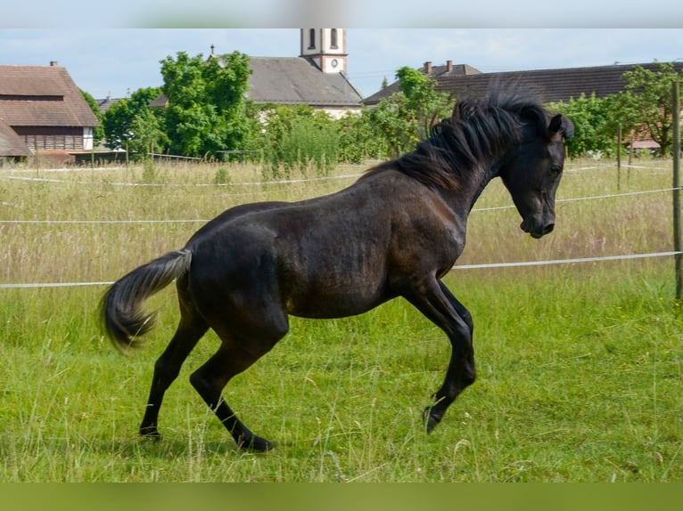 Vollblutaraber Stute 1 Jahr 154 cm Rappe in Neuried