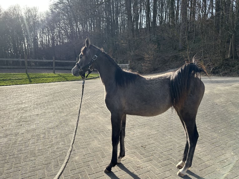Vollblutaraber Stute 1 Jahr 154 cm Schimmel in Reichshof