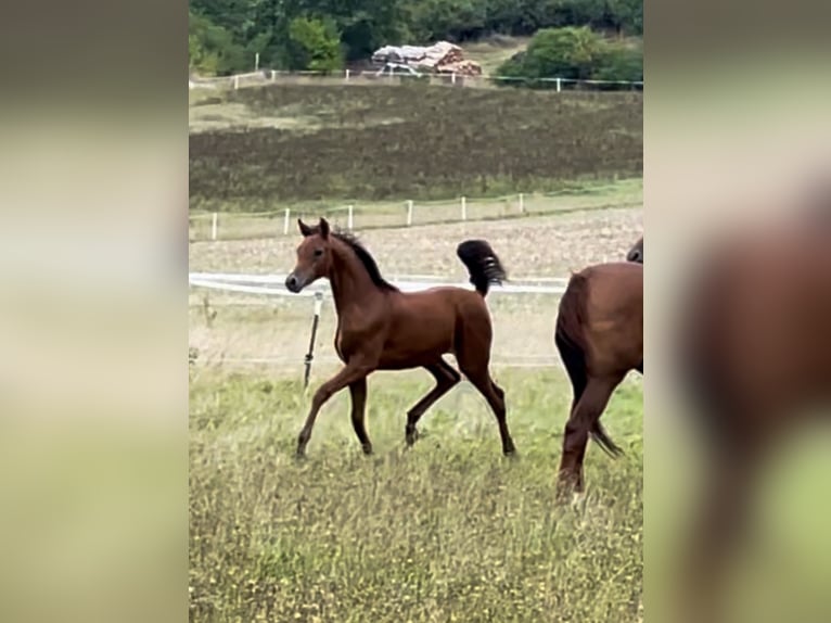 Vollblutaraber Stute 1 Jahr 155 cm Brauner in Leutershausen