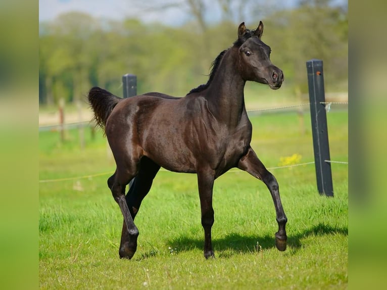 Vollblutaraber Stute 1 Jahr 155 cm Rappe in Helvoirt