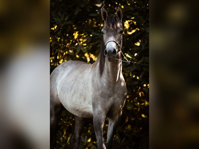 Vollblutaraber Stute 1 Jahr 155 cm Schimmel in Reichshof