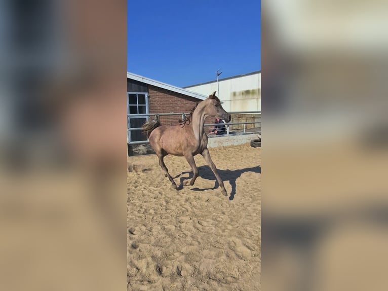 Vollblutaraber Stute 1 Jahr 157 cm Schimmel in Nieuwkoop