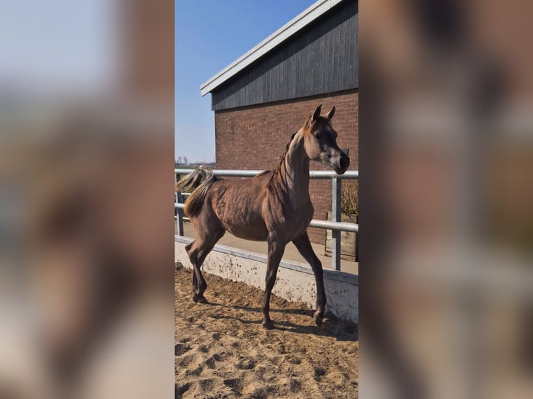 Vollblutaraber Stute 1 Jahr 157 cm Schimmel in Nieuwkoop