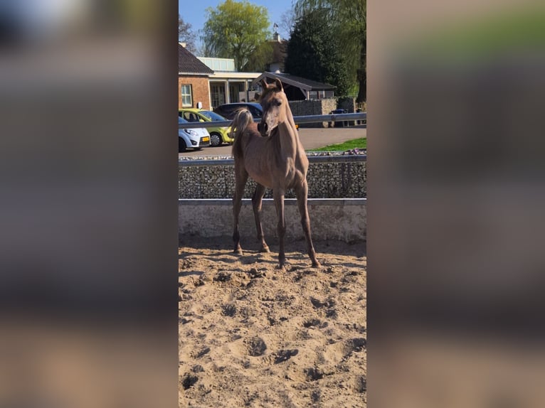 Vollblutaraber Stute 1 Jahr 157 cm Schimmel in Nieuwkoop