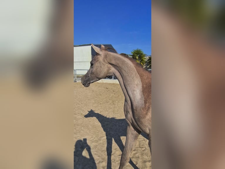 Vollblutaraber Stute 1 Jahr 157 cm Schimmel in Nieuwkoop