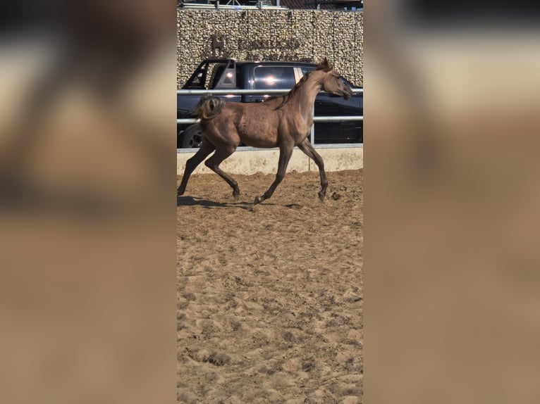Vollblutaraber Stute 1 Jahr 157 cm Schimmel in Nieuwkoop
