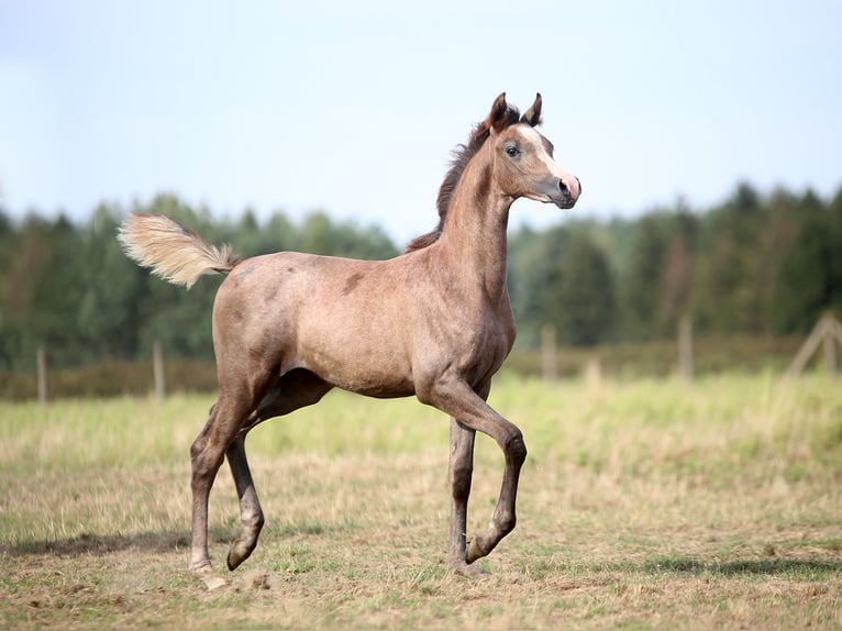 Vollblutaraber Stute 1 Jahr 157 cm Schimmel in Strykow