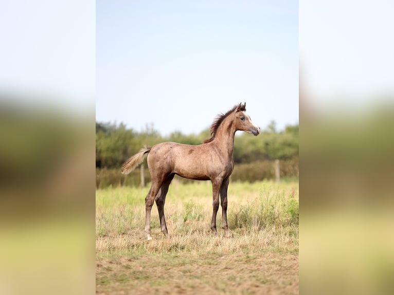Vollblutaraber Stute 1 Jahr 157 cm Schimmel in Strykow
