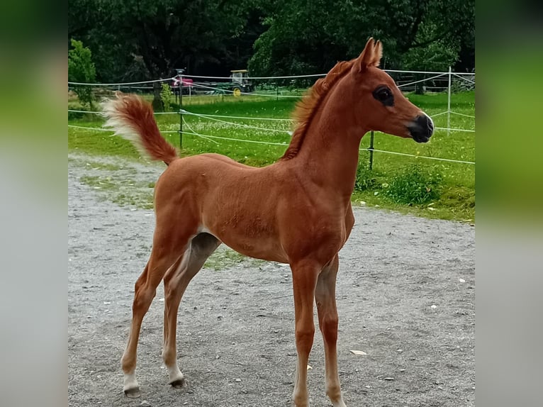 Vollblutaraber Stute 1 Jahr 158 cm Fuchs in Thurmansbang