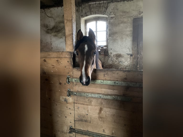 Vollblutaraber Stute 1 Jahr 160 cm Brauner in Theras