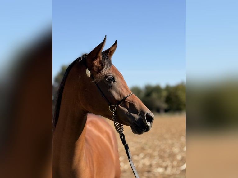 Vollblutaraber Stute 1 Jahr Brauner in Tilly