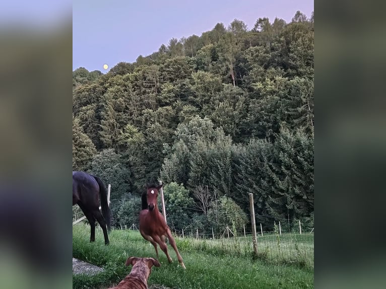 Vollblutaraber Stute 1 Jahr Brauner in Spielfeld