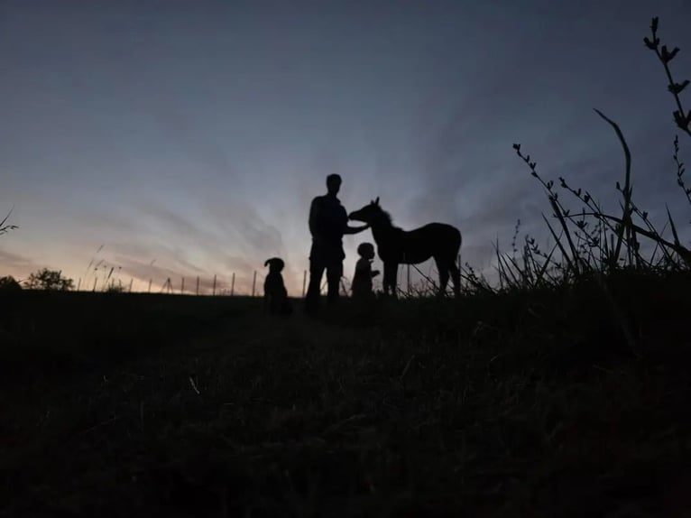 Vollblutaraber Stute 1 Jahr Brauner in Spielfeld