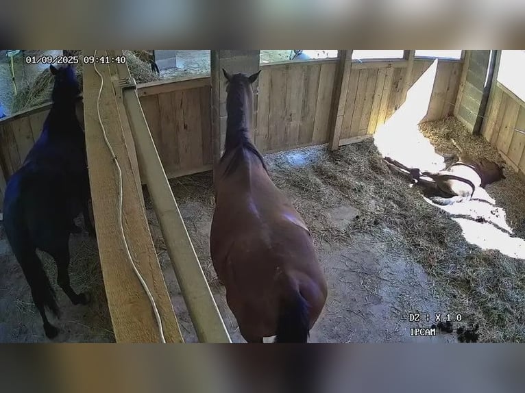 Vollblutaraber Stute 1 Jahr Brauner in Spielfeld