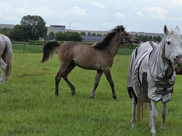 Vollblutaraber Stute 1 Jahr Roan-Bay in Sint-Gillis-Waas