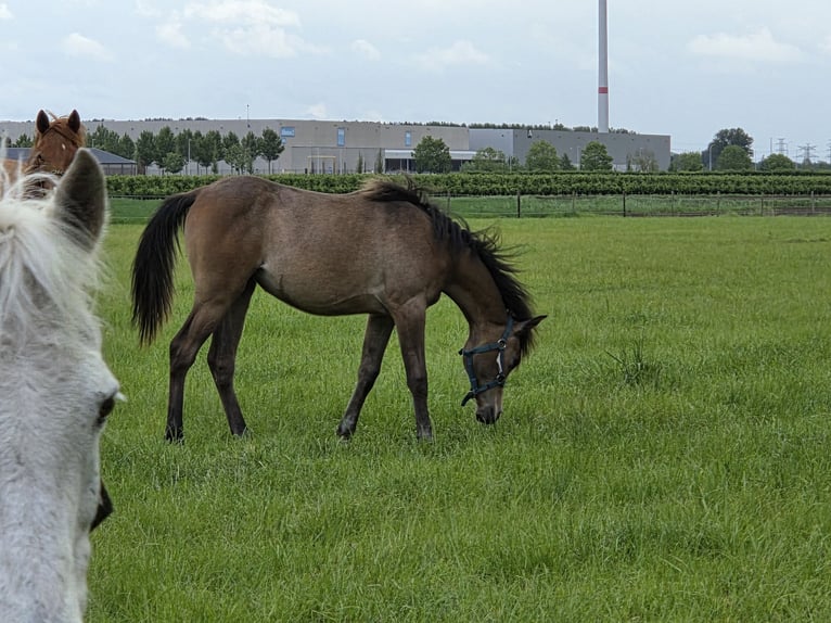Vollblutaraber Stute 1 Jahr Roan-Bay in Sint-Gillis-Waas