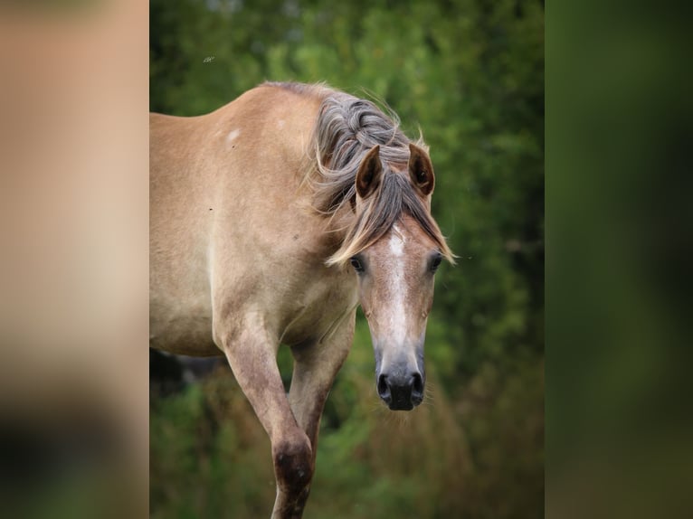 Vollblutaraber Stute 1 Jahr Schimmel in Nieuwlande