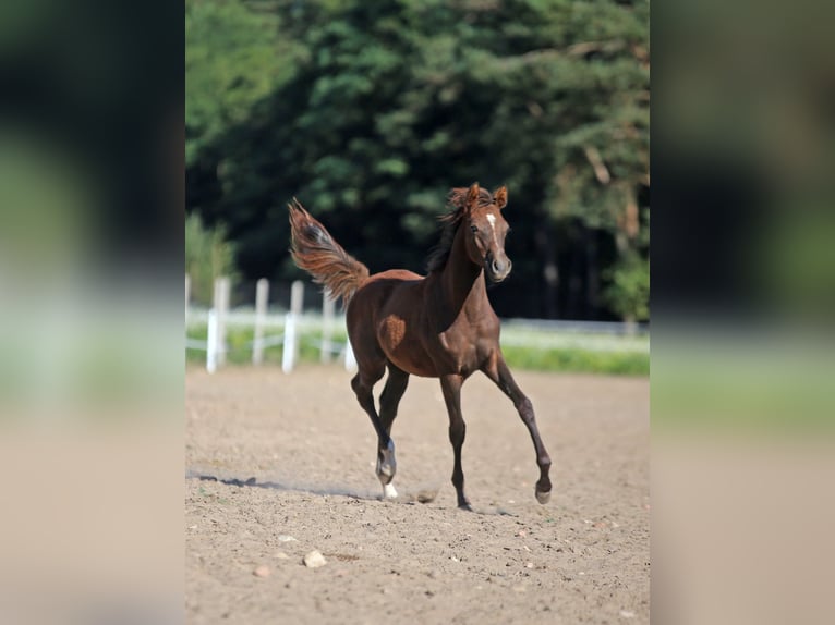 Vollblutaraber Stute 1 Jahr Schimmel in Głowno