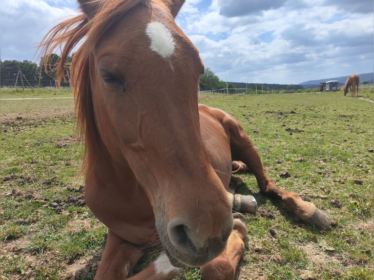 Vollblutaraber Stute 21 Jahre 158 cm Fuchs in Röllbach
