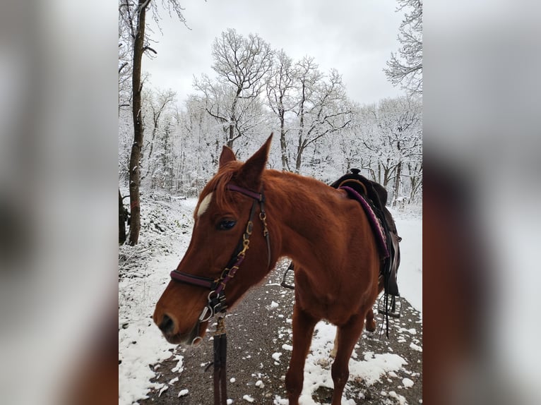 Vollblutaraber Stute 21 Jahre 158 cm Fuchs in Röllbach