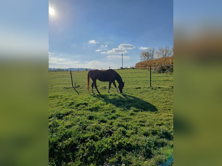 Vollblutaraber Stute 24 Jahre Dunkelfuchs in Bodman-Ludwigshafen
