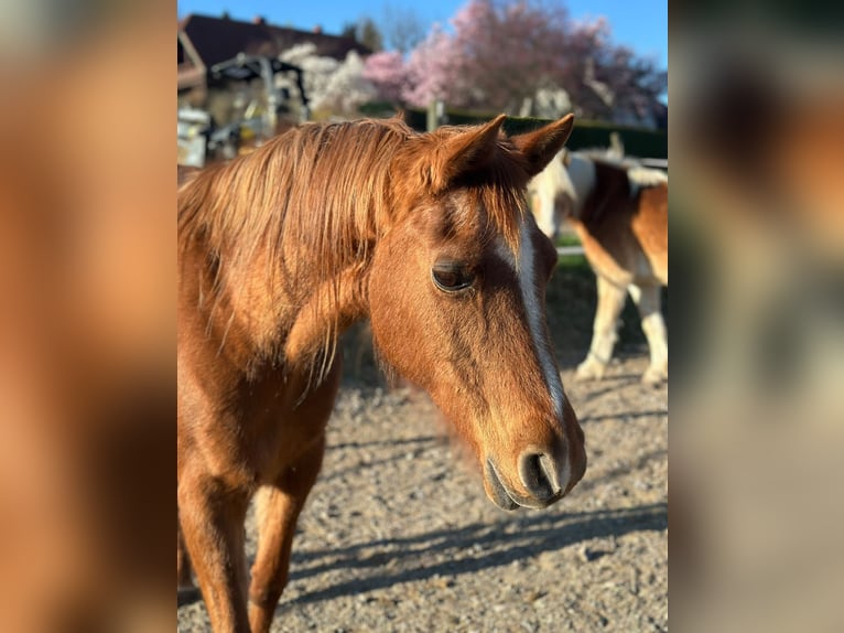 Vollblutaraber Stute 25 Jahre 150 cm Fuchs in Riegersburg
