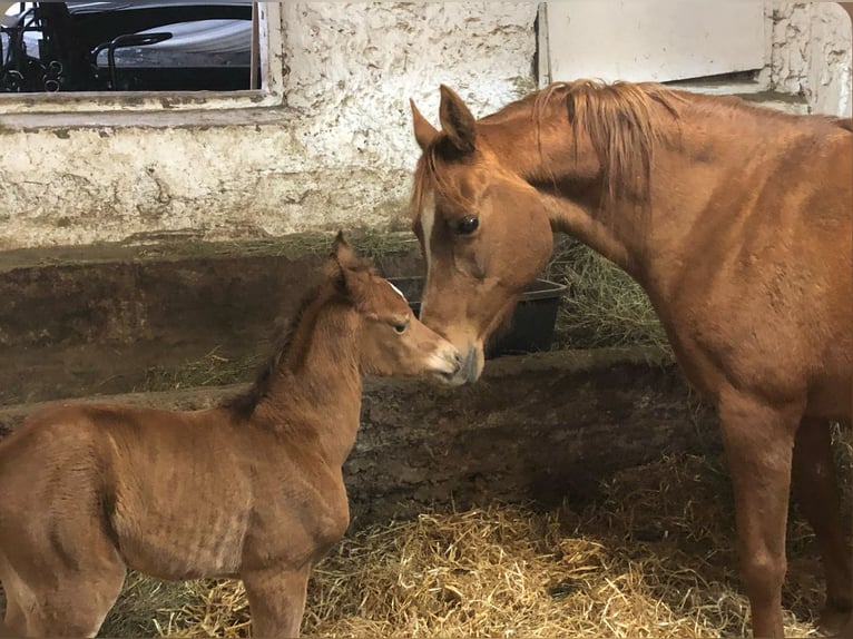 Vollblutaraber Stute 25 Jahre 150 cm Fuchs in Riegersburg
