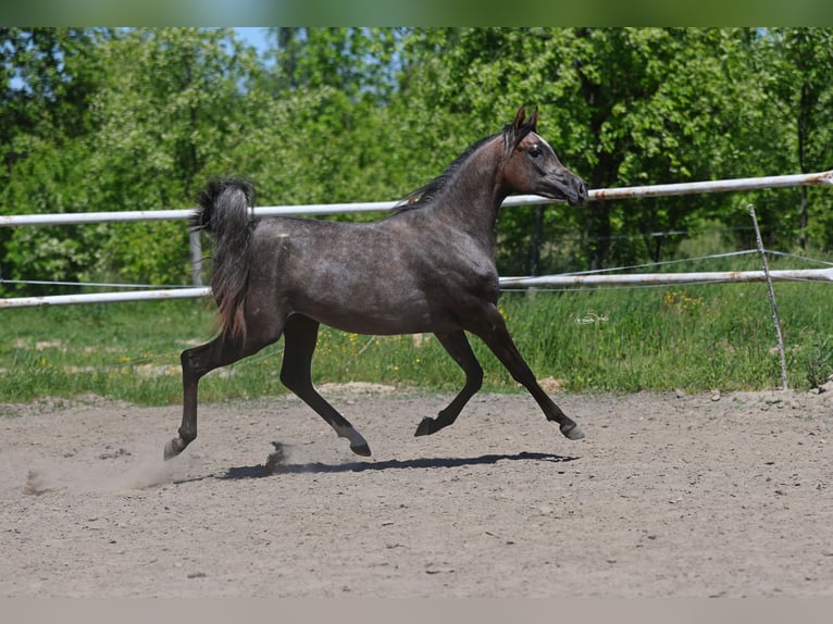 Vollblutaraber Stute 2 Jahre 150 cm Schimmel in Lodz