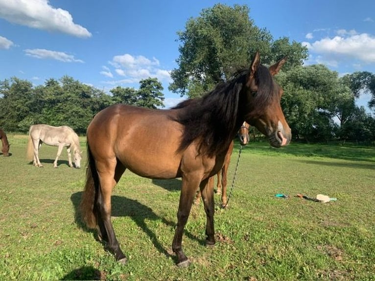 Vollblutaraber Stute 2 Jahre 152 cm Brauner in Harsum