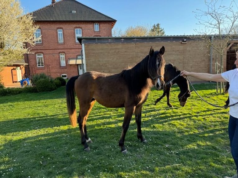 Vollblutaraber Stute 2 Jahre 152 cm Brauner in Harsum