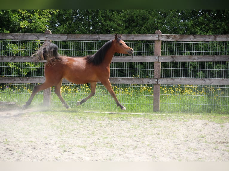 Vollblutaraber Stute 2 Jahre 153 cm Brauner in Nellingen Oppingen