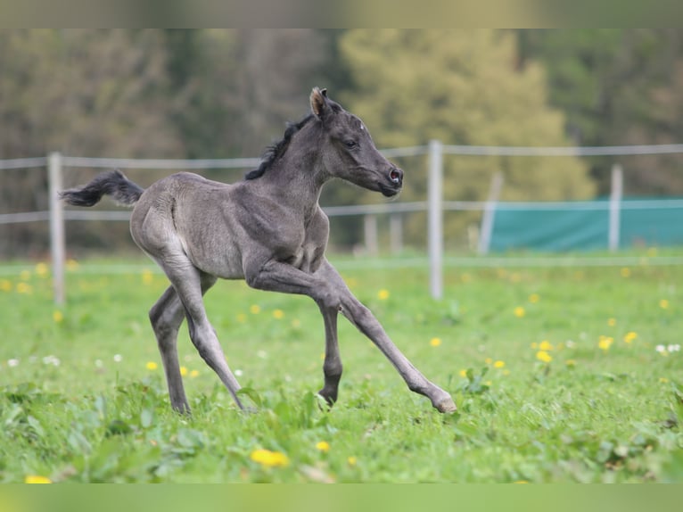 Vollblutaraber Stute 2 Jahre 153 cm Rappe in Memmingen
