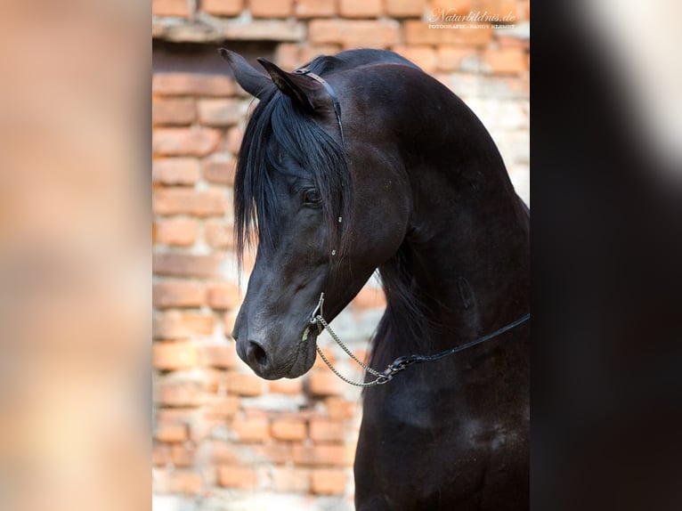 Vollblutaraber Stute 2 Jahre 153 cm Rappe in Memmingen