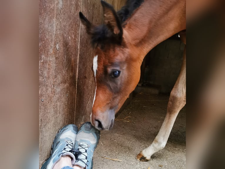 Vollblutaraber Stute 2 Jahre 154 cm Fliegenschimmel in Johanniskirchen