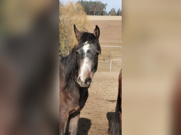 Vollblutaraber Stute 2 Jahre 154 cm Fliegenschimmel in Johanniskirchen