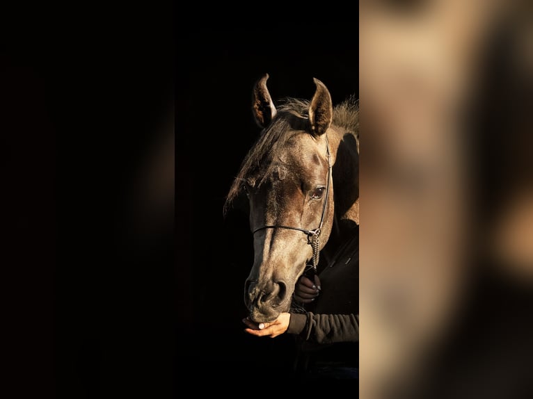 Vollblutaraber Stute 2 Jahre 154 cm Fliegenschimmel in Uddel