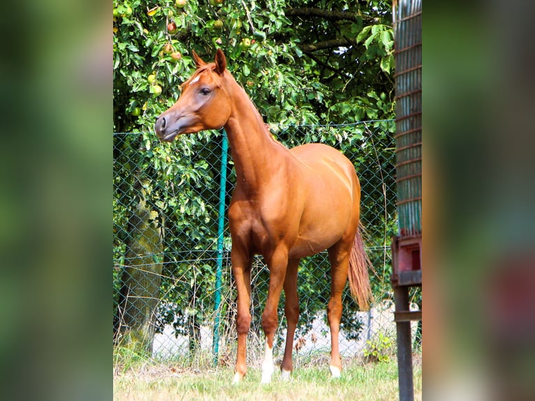 Vollblutaraber Stute 2 Jahre 154 cm Fuchs in Rastatt
