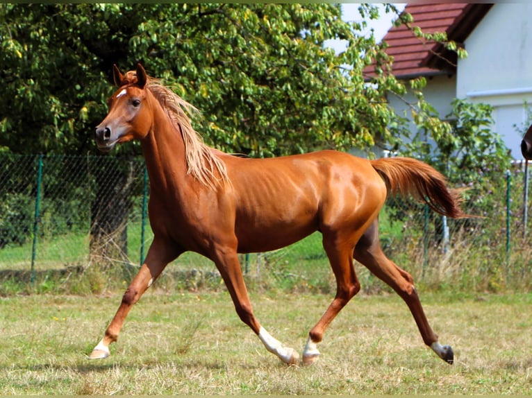 Vollblutaraber Stute 2 Jahre 154 cm Fuchs in Rastatt
