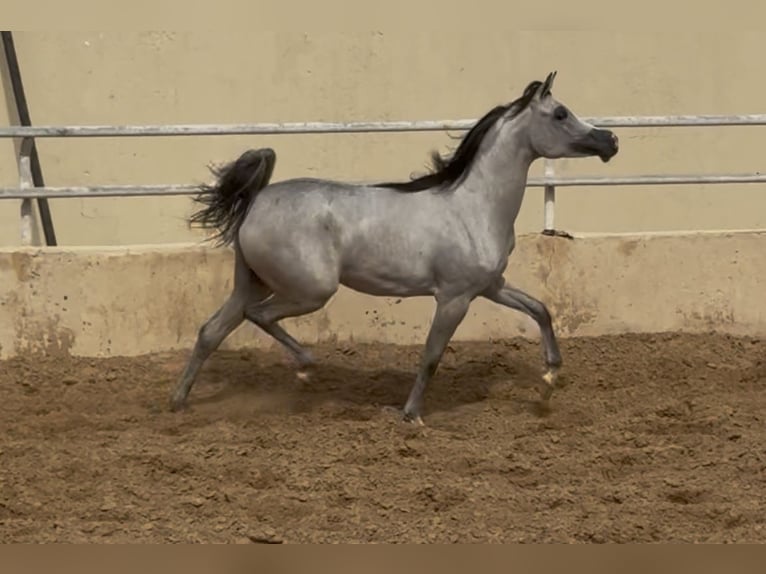 Vollblutaraber Stute 2 Jahre 154 cm Schimmel in Dubai