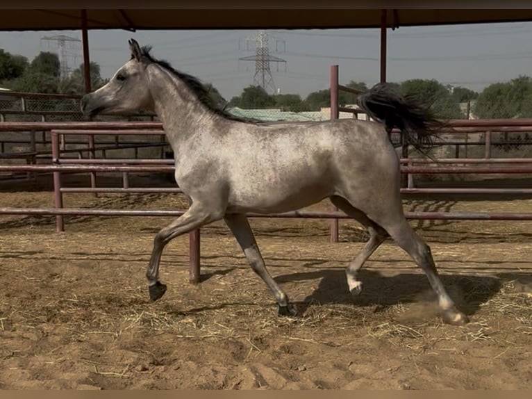 Vollblutaraber Stute 2 Jahre 154 cm Schimmel in Dubai