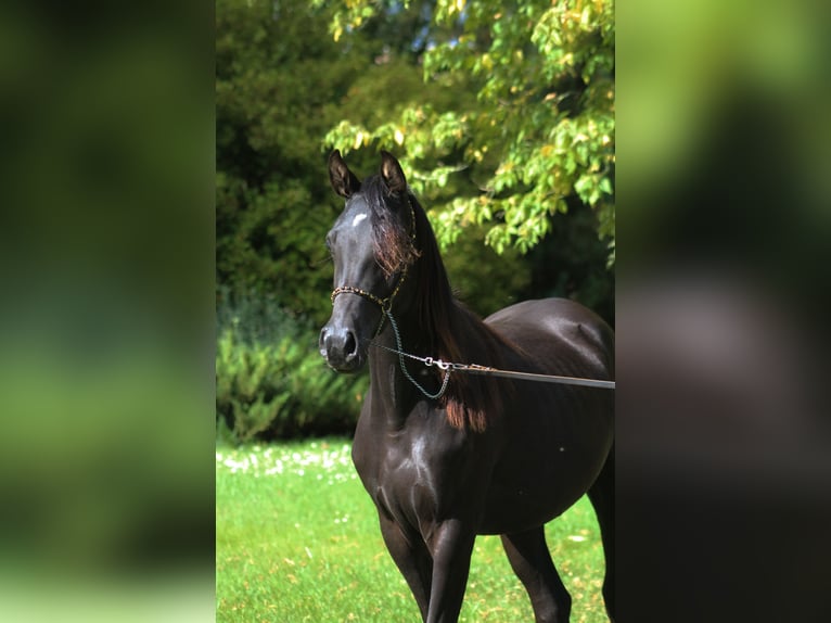 Vollblutaraber Stute 2 Jahre 156 cm Rappe in Santok