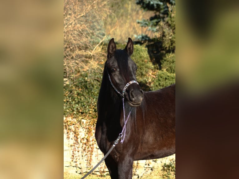 Vollblutaraber Stute 2 Jahre 156 cm Rappe in Santok
