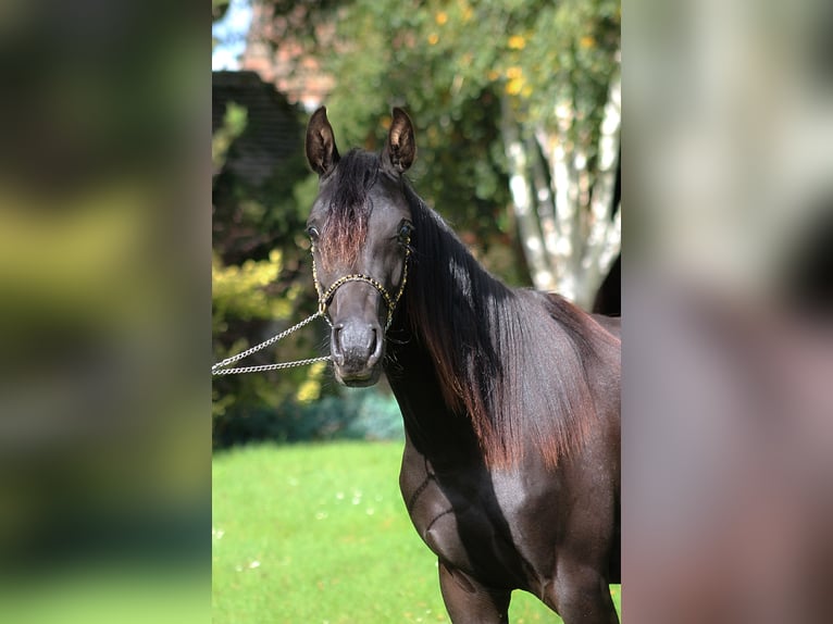 Vollblutaraber Stute 2 Jahre 156 cm Rappe in Santok