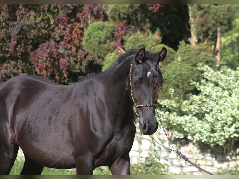 Vollblutaraber Stute 2 Jahre 157 cm Rappe in Santok
