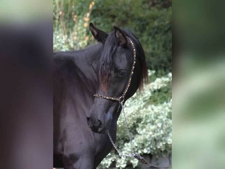 Vollblutaraber Stute 2 Jahre 157 cm Rappe in Santok