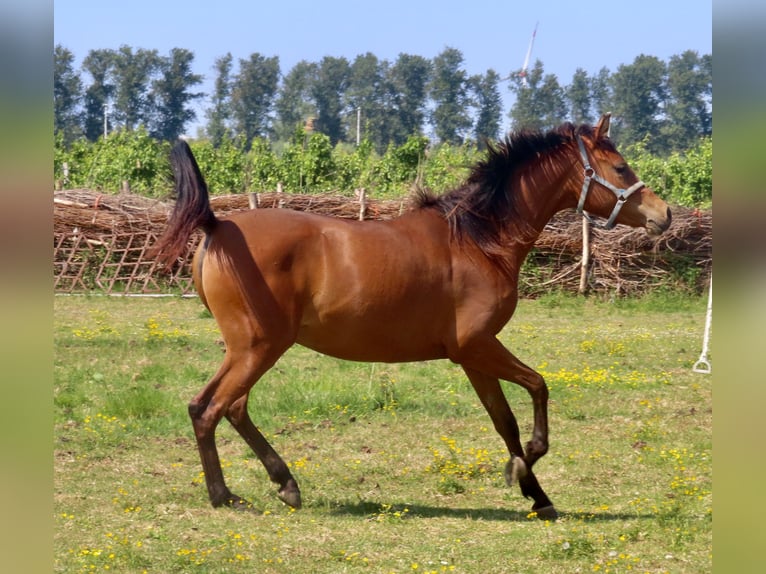 Vollblutaraber Stute 2 Jahre 158 cm Brauner in Beveren